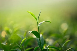 Tea Tree Oil - Good to Know